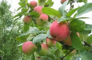 На Чиекуркалнском рынке выберут дерево года