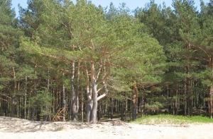 Депутаты Сейма посадят молодой сосновый лес