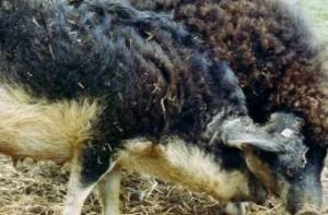 Две курчавые свиньи обнаружили гранатомет