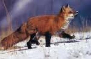 Вакцина от бешенства безвредна для животных