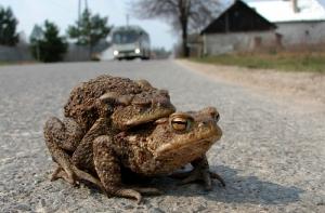 Лягушки перекрыли дорогу в Греции (ВИДЕО)
