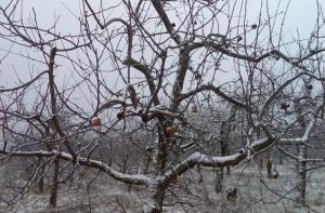 Иванс сравнил Латвию с пораженным вредителями яблочным садом