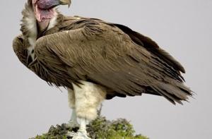 Немецкая полиция «наймет» на работу ищейками грифов