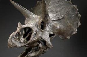 В Нью-Йорке выставили на продажу кости динозавров