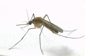 В аптеках раскупают средства от комаров