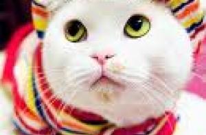 Почтальон женился на своей кошке