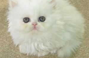 В Австралии котенок смог выжить после получасовой стирки