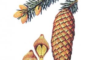 Latvijas Pasts отправила семена елей и сосен латвийским школам