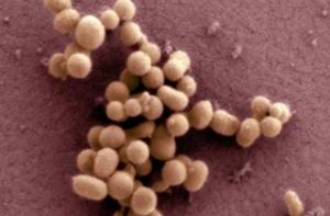 Ученые в США приблизились к созданию «искусственной жизни»