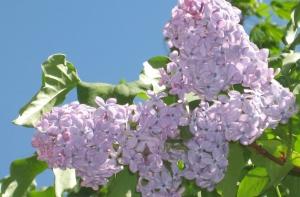 В Межапарке посадят сирень