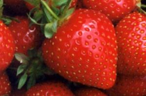 В Латвии собран первый урожай клубники