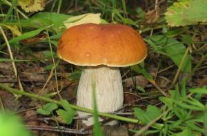 В лесах появились первые грибы