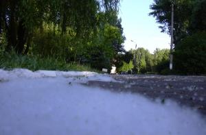 Аллерголог: вред от тополиного пуха преувеличен