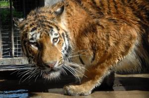 Тигр Вася выйдет в свет