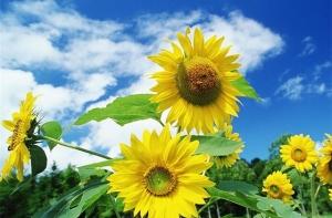 Сегодня в Латвии дождей не будет