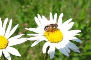 В понедельник наступит астрономическое лето