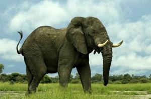 Проголодавшийся слон задержал американскую сборную