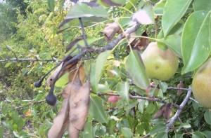 Зарегистрирован случай бактериального ожога плодовых деревьев