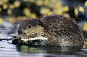 Мэр Риги познакомится с деятельностью бобров