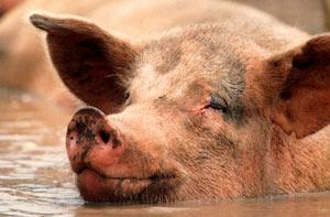 На Лиго очень повезло одному поросенку