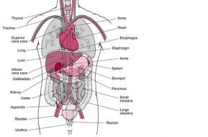 Латвийцы не торопятся жертвовать свои органы