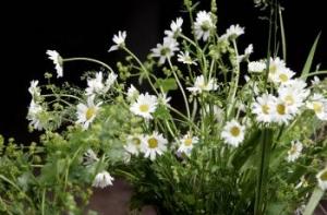 На Лиго обещают хорошую погоду