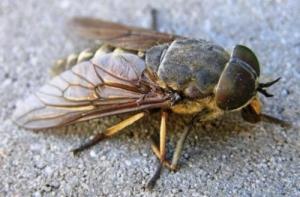 Латвийцы страдают от укусов оводов