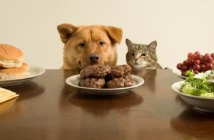 На чемпионате мира по футболу в ЮАР учтут интересы слепых