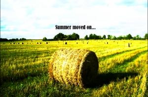 Голландия готова купить 2000 тонн латвийской травы