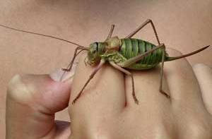 Рижский зоопарк купит 396 000 сверчков