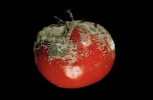 В Латвии процветает торговля гнилыми овощами и фруктами