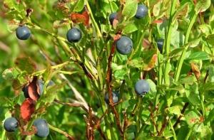 Латвийские ягодники рассказали о фантастической прибыли