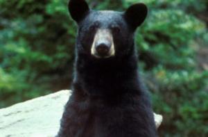 Дикий медведь-вор научил детей хорошему