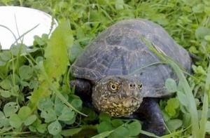 В Елгаве обнаружена редкая болотная черепаха