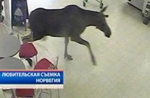 В норвежский супермаркет ворвался лось (ВИДЕО)