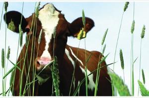 Жара в России спровоцировала массовый забой скота