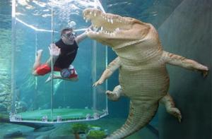 Крокодил Гарри поддержал ясновидящего осьминога