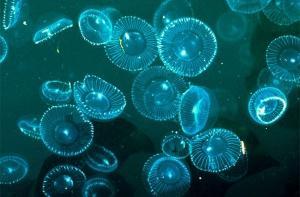 На латвийских пляжах появились медузы