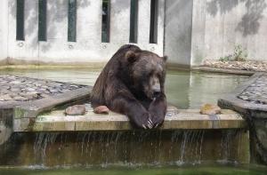 Медведей в Рижском зоопарке угостят мороженым