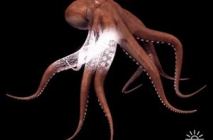 Осьминог-оракул предсказал поражение сборной Германии