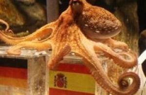 Осьминог Пауль предсказал исход ЧМ-2010 (ВИДЕО)