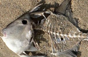 Балтийское море стало ядовитым из-за жары