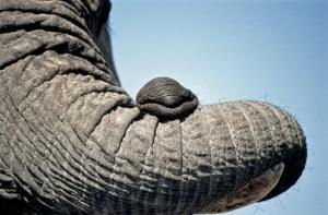 Старейший африканский слон умер в неволе