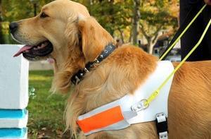 Английские водители-мусульмане игнорируют слепых с собаками