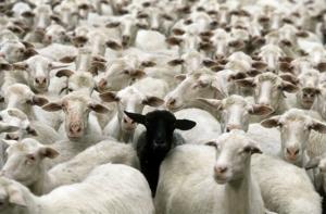 Деньги латвийцев тратят на «выращивание патриотов»