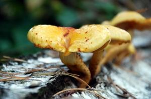 Латвийские строители переквалифицировались в грибников