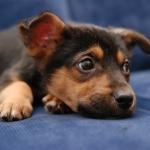 Американцы создали парк развлечений для животных