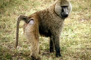 Жителей Кейптауна терроризируют бабуины-алкоголики