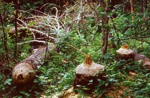 Проблема бобров достигла вселатвийского масштаба