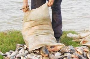 Из-за кризиса и китайцев в Латвии исчезнет рыба